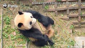 Webcam en direct Panda géant, Sichuan
