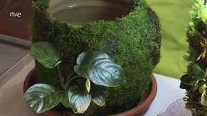 Cómo crear musgo en casa