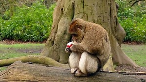Funny Ape Eating