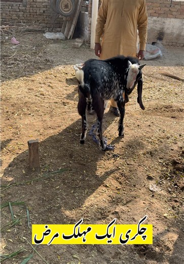 Understanding Listeriosis in Goats