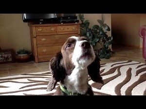 Springer Spaniel Howling