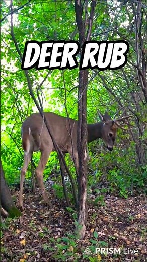 Deer Rub