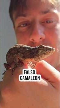 ¿Nos ayudas a ponerle un nombre? Falso camaleón (Polychrus acutirostris)