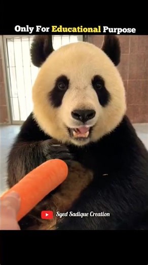 Why no one can buy pandas 🐼 #shorts #facts #random #fact #science #sciencefacts #fact #ytshorts