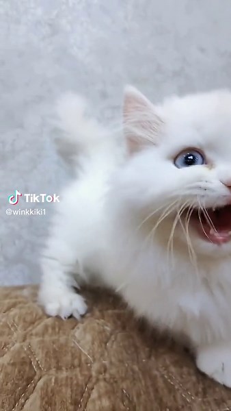 Funny Cat Smoking Meme