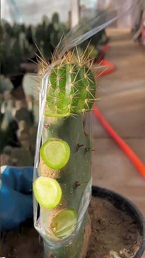Cactus Grafting for Beginners: A Step-by-Step Guide to Successful Unions!
