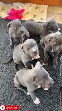 Cutest Pets Ever Caught on Camera 🎥 | Pure Happiness