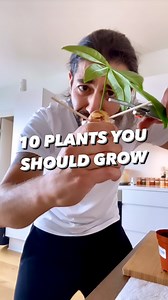 4.3M views · 102K reactions | 10 Plants to Make a Jungle at Home! 朗 . . #plants #planttips #plantbased #lifehacks #diy #howto #kitchenhacks #recycle #upcycle #hacks #creativeexplained | creative explained | Facebook