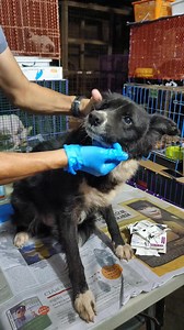 Fuzzy got his medicine. Is giving medicine to dogs and cats something you would like to do for a living? If so why not apply as a member of our rehabilitation team. Your job will be medicating and feeding rescued animals. Pay is not less than 21k. PM this page to apply. | Happy Animals Club