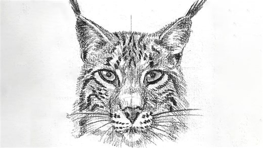 Create incredible lynx head drawings using professional art techniques