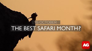 1.1K views · 42 reactions | Is October the best safari month? Many of...