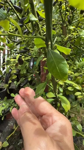 5.5K views · 96 reactions | Australian Finger Lime from my garden . #fypシ #TopFans #AustralianFingerLime | Sovanna’s Cooking and recipe. | Facebook