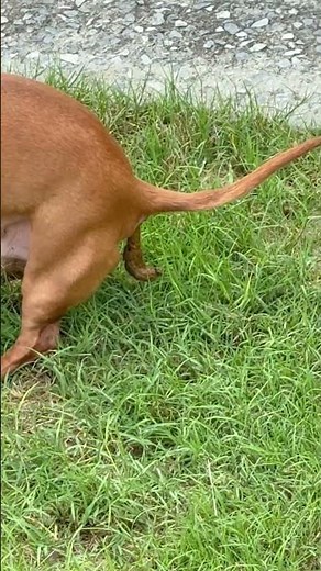 Dog Pooping - Tucker - Suckin' It Up