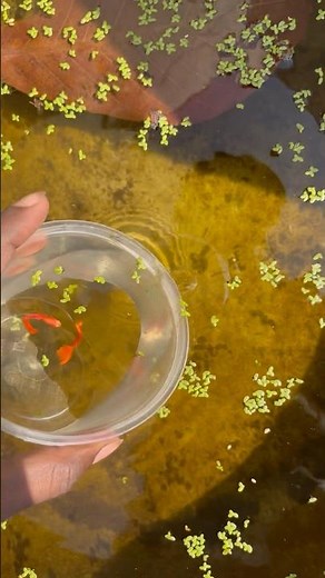 Guppy Breeding Setup Tour 🐠 | Dumbo Ear, Albino, Platinum & Electric Blue Guppies