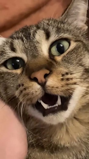 Cute Domestic Cat Shows Its Yawning Behavior