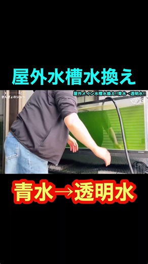 Outdoor goldfish tank water change!! Green water → Clear water!! #KingyoNoJoe #Goldfish #Aquarium