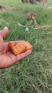 18K views · 103 reactions | Hungry baby monkey  adorable baby monkey  000409 | Mini Dogs Fun | Facebook