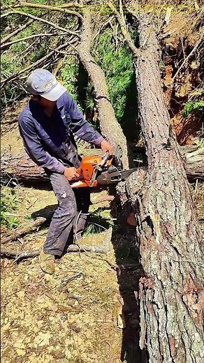 Cutting with Care: The Precision of Legal Tree Felling