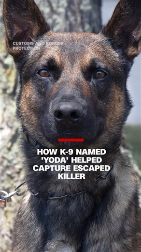How K-9 named ‘Yoda’ helped capture escaped killer