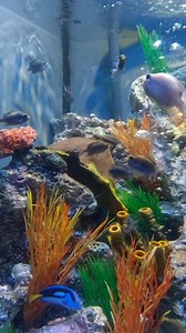 Exploring Sharkbait Reef by Sealife at Alton Towers 🇬🇧 | Global Adventures