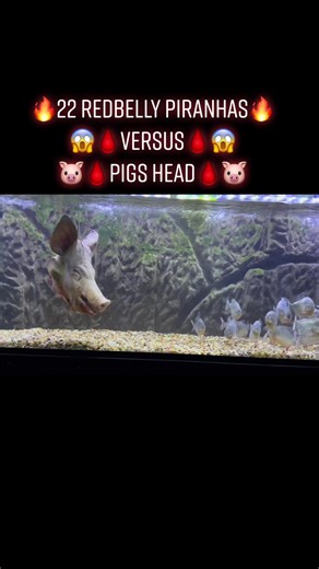 PIRANHA HEAD👑 (@piranhahead)’s videos with original sound - PIRANHA HEAD👑