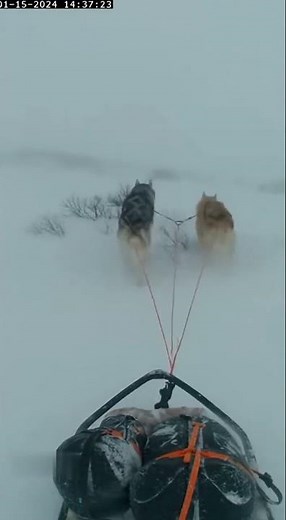 Arctic Adventure: My Huskies Pulling Sled Through a Snowstorm!
