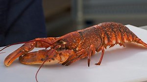 Removing the meat from cooked lobster