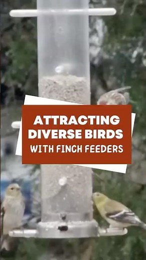Attracting Diverse Birds with Finch Feeders