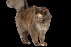 Gato Angora Turco: guía completa para amantes de la raza.