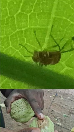 Insect control in chayote farming