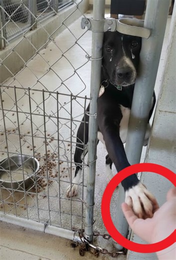 205K views · 9.3K reactions | In a shelter where hundreds of dogs...