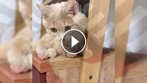 Munchkin chat. Avantages et inconvénients, Prix, Comment choisir, Faits, Soins, Histoire