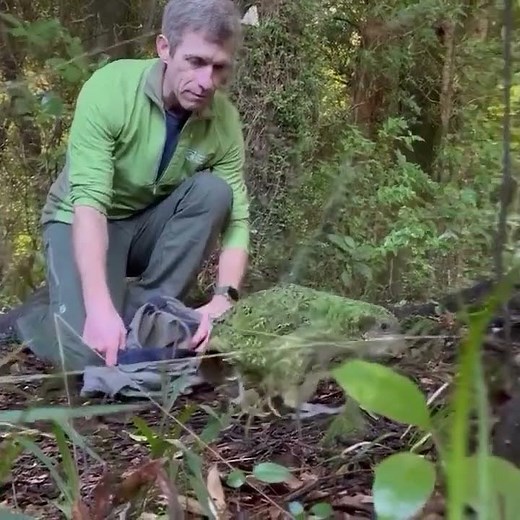 Kakapo — the “owl parrot” from New Zealand. It is the heaviest parrot in the world #animals#wildlife