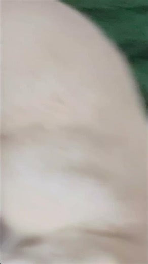 Cat nap loop💤 🔁 #loop #seamlessloop #perfectloop #loopvideo #satisfyingloop #youtubeshorts #cats