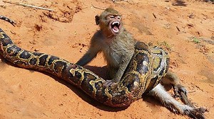 512K views · 3.4K reactions | OMG! Monkey See Big Snake Very Shout Out They Are Try Sitting Look Python. | Monkey TV | Facebook