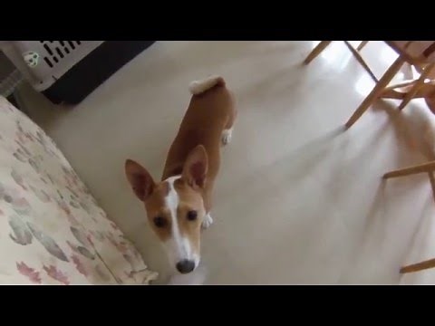 Basenji Baroo and Other Noises