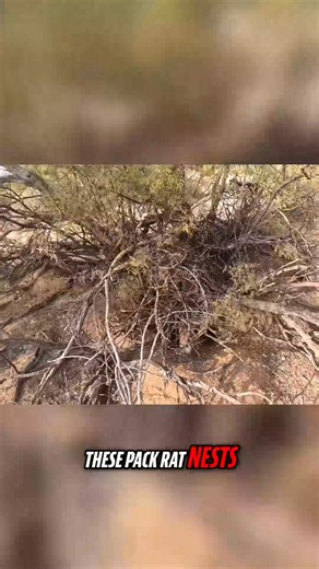 10K views · 124 reactions | Extra care is needed to find the perfect...