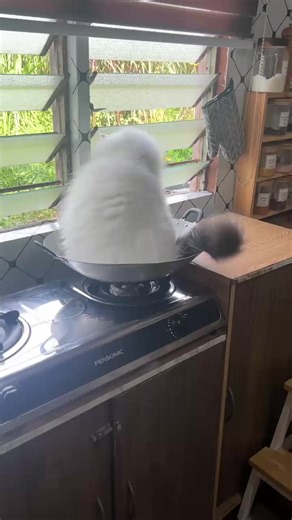 Discover the Unique Traits of Albino Cats