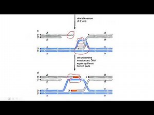 Lecture 2 - Double strand break repair model for homologous recombination