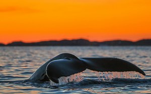 Fjord Cruise and Whale Safari