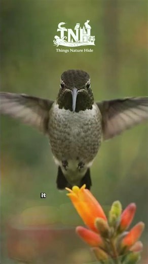 You Think It’s Flying (It’s Not) #nature #wildlifeentertainment