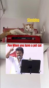 Meet my Simbhu😼#cat #tvkmaanadu #erode #vijay #relatable