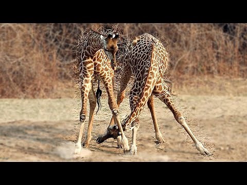 How Do Giraffes Fight? | A Neck Battle | Love Nature