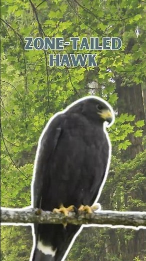 Zone tailed hawk - Pure Nature Sounds!