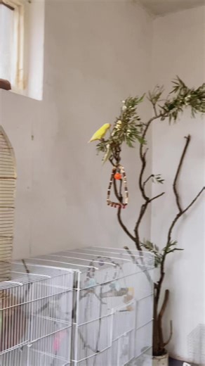 Creating the Perfect Bird Room for Parrots