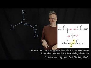 Lecture 01, concept 19: Proteins are polypeptides of amino acids