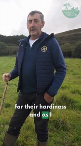 How to Save on Inputs and Labour by Changing Cattle Breeds | Galloways Watch the full 📹 link in bio | Farming for Nature