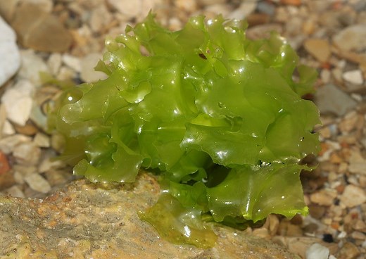 Sea Lettuce (Ulva lactuca): The Most Underappreciated Macroalgae?