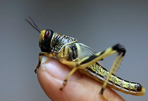 Chemical signal for locust swarming identified in step toward curbing plagues