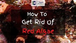How To Get Rid Of Red Algae In Saltwater Tank | Aqua Movement
